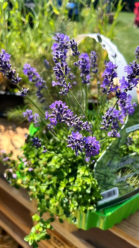 Lavendel und Thymian in Pflanzschalen auf einem Holztisch am Stand
