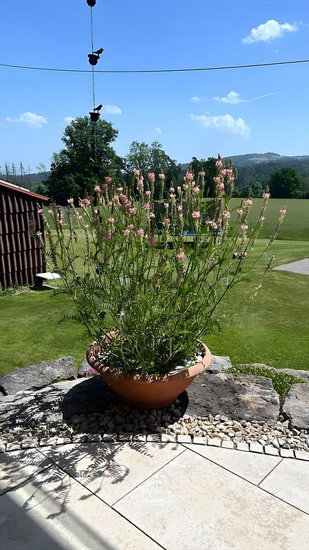 Initialziegel mit blühender Wildstaude in einer Pflanzschale auf der Terrasse