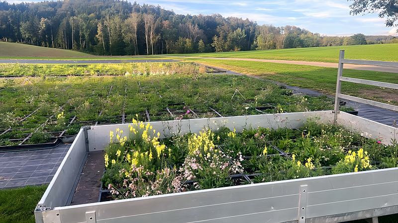 Beladener Anhänger vor dem Produktionsfeld mit bepflanzten Ziegeln am Waldrand