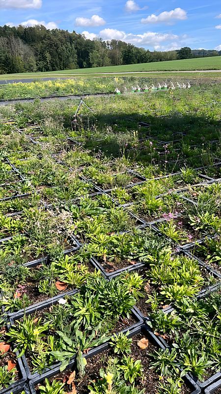 Bewachsene Pflanzenziegel vor dem Waldrand