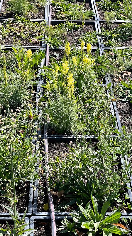 Gelb blühende Wildstauden in den Pflanzenziegeln