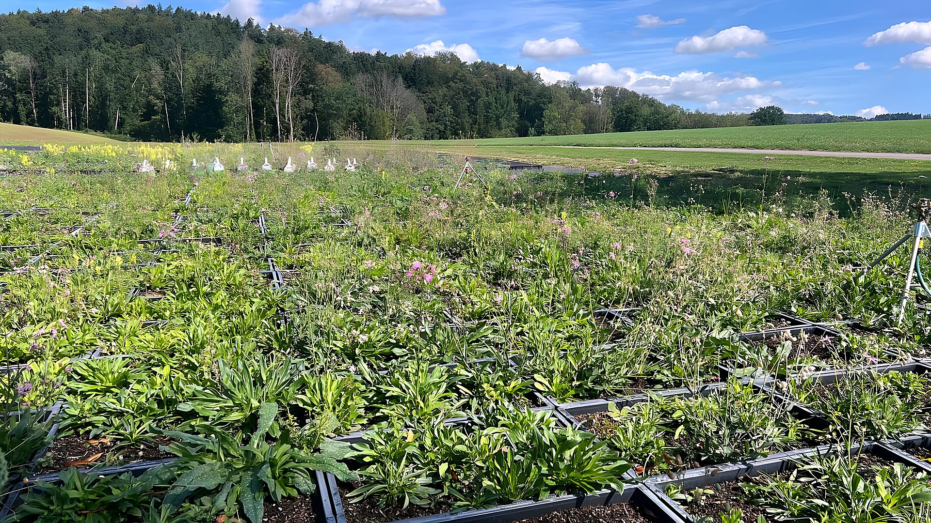 Weites Feld dicht bewachsener Pflanzenziegel vor dem Waldrand